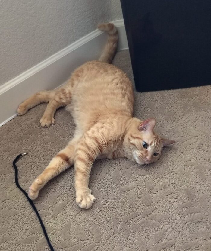 Fritz the cat, lying on his side on the floor, his string toy in front of him. He looks fucking goofy