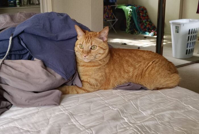 Fritz the cat, eyes very alert, with his side molded into a pile of freshly laundered bedsheets