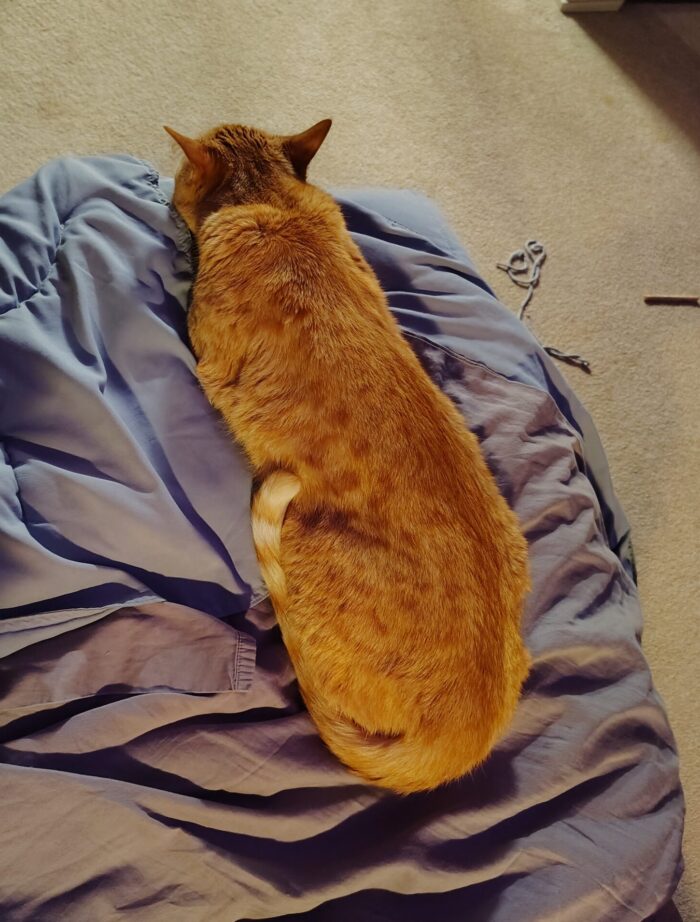 Fritz the cat seen from above. He is lying very flat and long on the bed