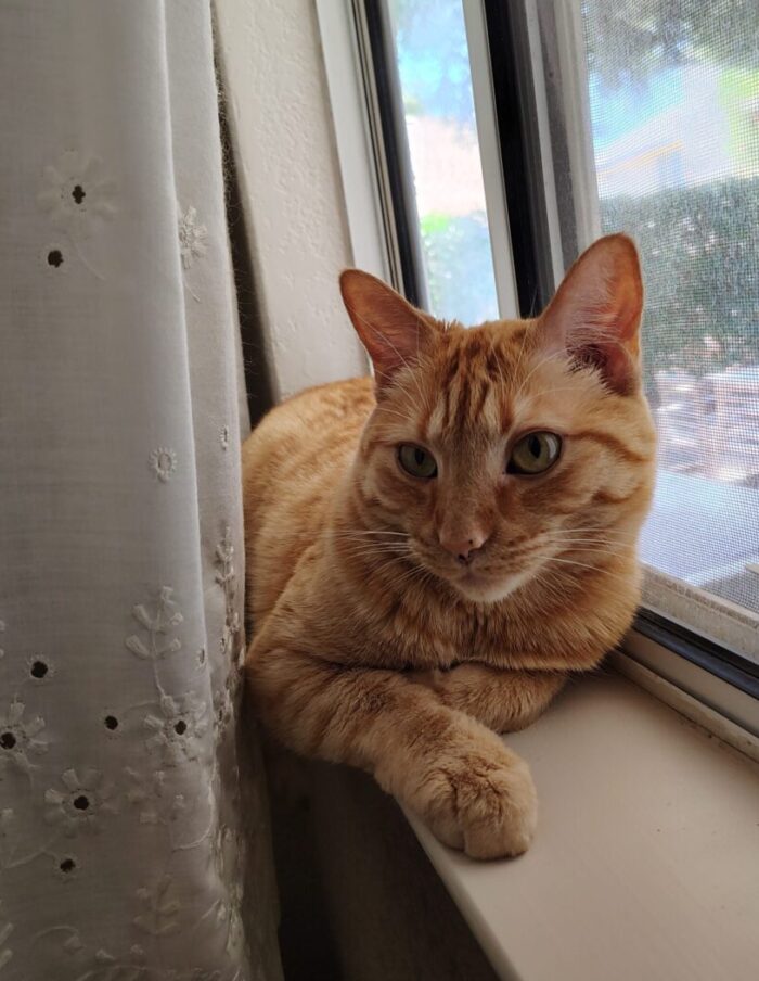 Fritz the cat in a window, the photo is taken behind a curtain so we can see him. He is giving an intense look towards the camera