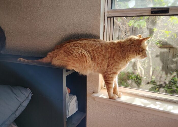 Fritz the cat with his front paws on the windowstill and his back legs folded under him on the bed's headboard