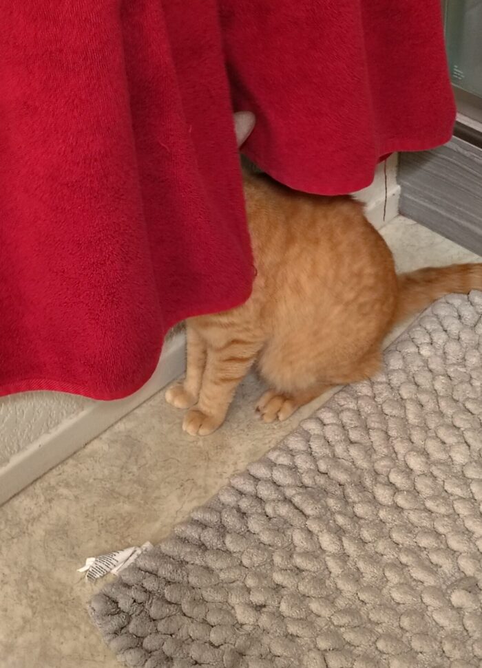 Fritz the cat with his head and shoulders hidden behind towels hanging from the towel rack. The rest of his body is clearly visible