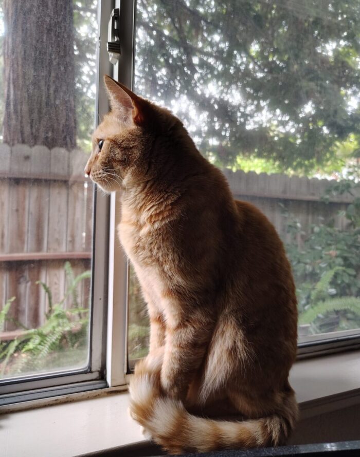 Fritz the cat on the windowsill in my office, looking outside thoughtfully