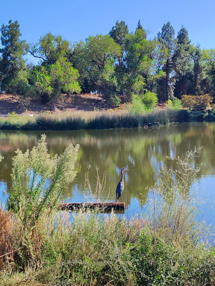 a heron standing on a log in the creek at the Davis arboretum