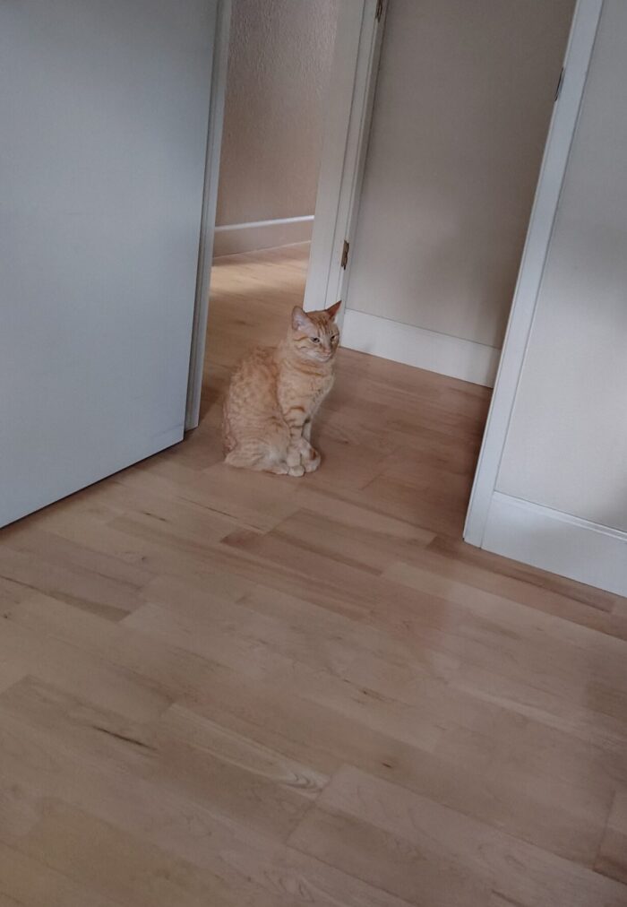Fritz the cat pouting in the door to my office