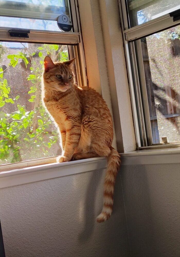 Fritz the cat in the windowstill. The sun is shining through his fur creating a halo effect