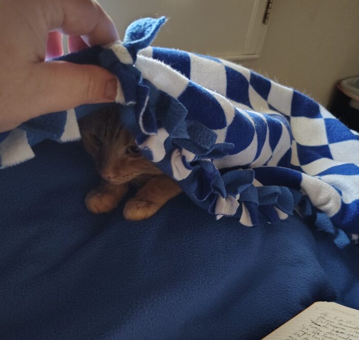 my hand holding a blanket open to reveal Fritz the cat crouching inside