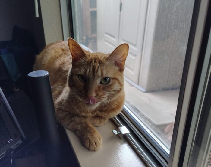 Fritz the cat lounging in the windowsill,