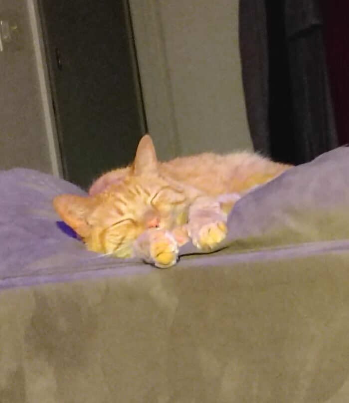 Fritz the cat snoozing peacefully on top of the couch