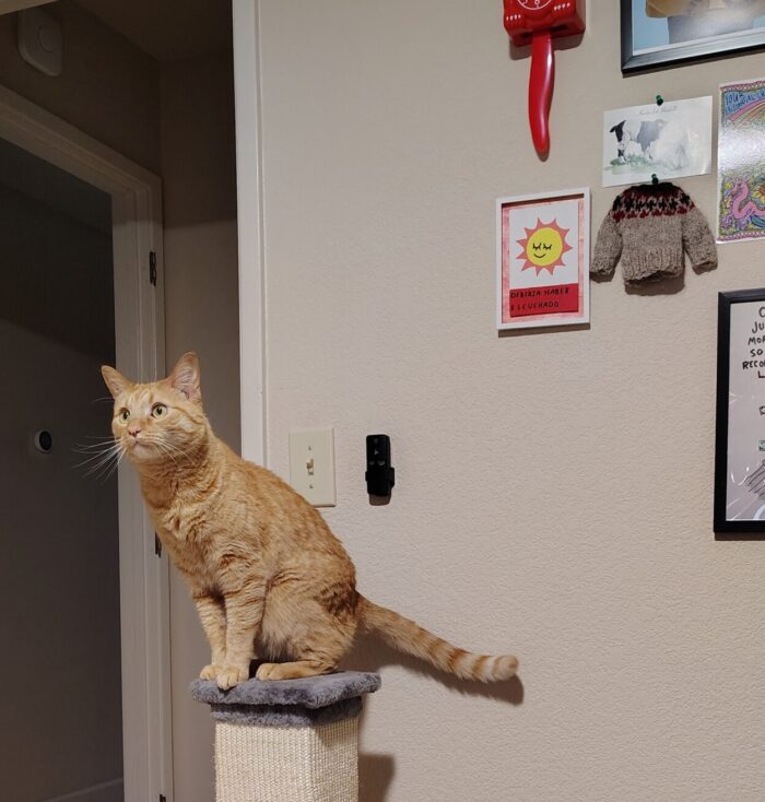Fritz the cat on top of his scratching post, which was temporarily relocated to my office. He looks extremely concerned