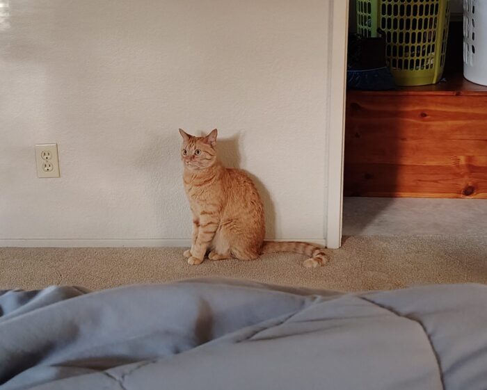 Fritz the cat in the bedroom doing a 1,000-yard stare