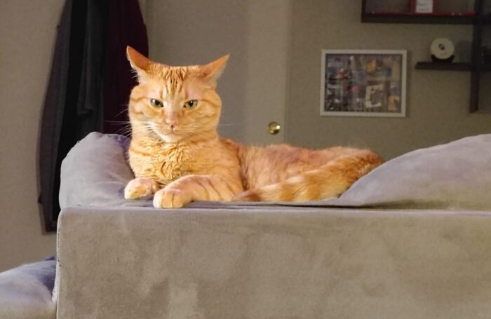 Fritz the cat lounging on top of the sofa but with his ears back because he's mad that we just medicated him
