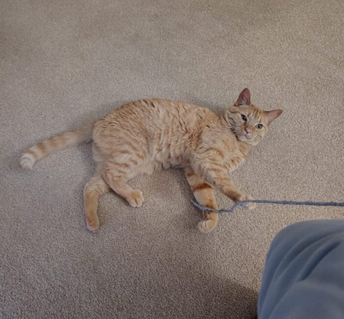 Fritz the cat lying on the floor and halfheartedly playing with his string
