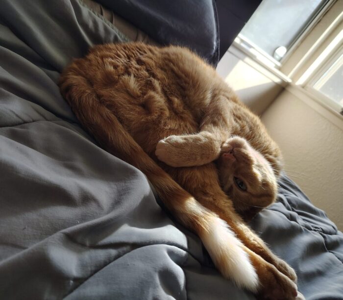 Fritz the cat lying in a shrimp shape with his head upside down and just one eye visible